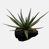 بنسای مصنوعی آلوئورا، ارتفاع ۴۵ سانتی‌ متر