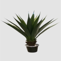 بنسای مصنوعی آلوئورا، ارتفاع ۱ متر