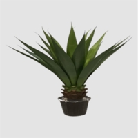 بنسای مصنوعی آلوئورا، ارتفاع ۷۰ سانتی متر