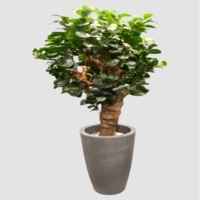 بنسای مصنوعی پرومیا، ارتفاع ۱,۳۰ متر، گلدان پلیمری