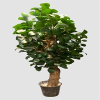 بنسای مصنوعی پرومیا، ارتفاع ۱,۵۰ متر