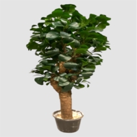 بنسای مصنوعی پرومیا، ارتفاع ۱,۶۰ متر