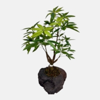 بنسای مصنوعی پاچیرا، ارتفاع ۱ متر