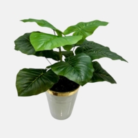 بوته مصنوعی بابا آدم، ارتفاع ۶۰ سانتی متر، گلدان سرامیکی