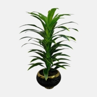 درختچه مصنوعی دراسینا، ارتفاع ۱,۹۰ متر، گلدان سرامیکی