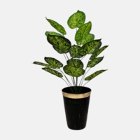 درختچه فیکوس دو رنگ، ارتفاع ۱ متر, گلدان پلیمری