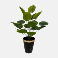 درختچه فیکوس، ارتفاع ۱ متر, گلدان پلیمری