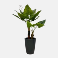 درختچه مصنوعی بابا آدم،۲ تنه،ارتفاع ۱,۵۰ متر،گلدان پلیمری