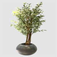 درختچه مصنوعی زیتون، ارتفاع ۱,۸۰ متر، گلدان پلیمری