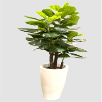 درختچه مصنوعی لیراتا، ۳تنه، ارتفاع ۱,۴۰ متر، گلدان پلیمری