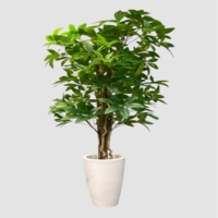 درختچه مصنوعی پاچیرا، ارتفاع ۱,۹۰ متر، گلدان پلیمری