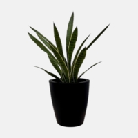 گلدان سانسوریا، ۲۲ شاخه، ارتفاع ۱,۲۰، گلدان پلیمری